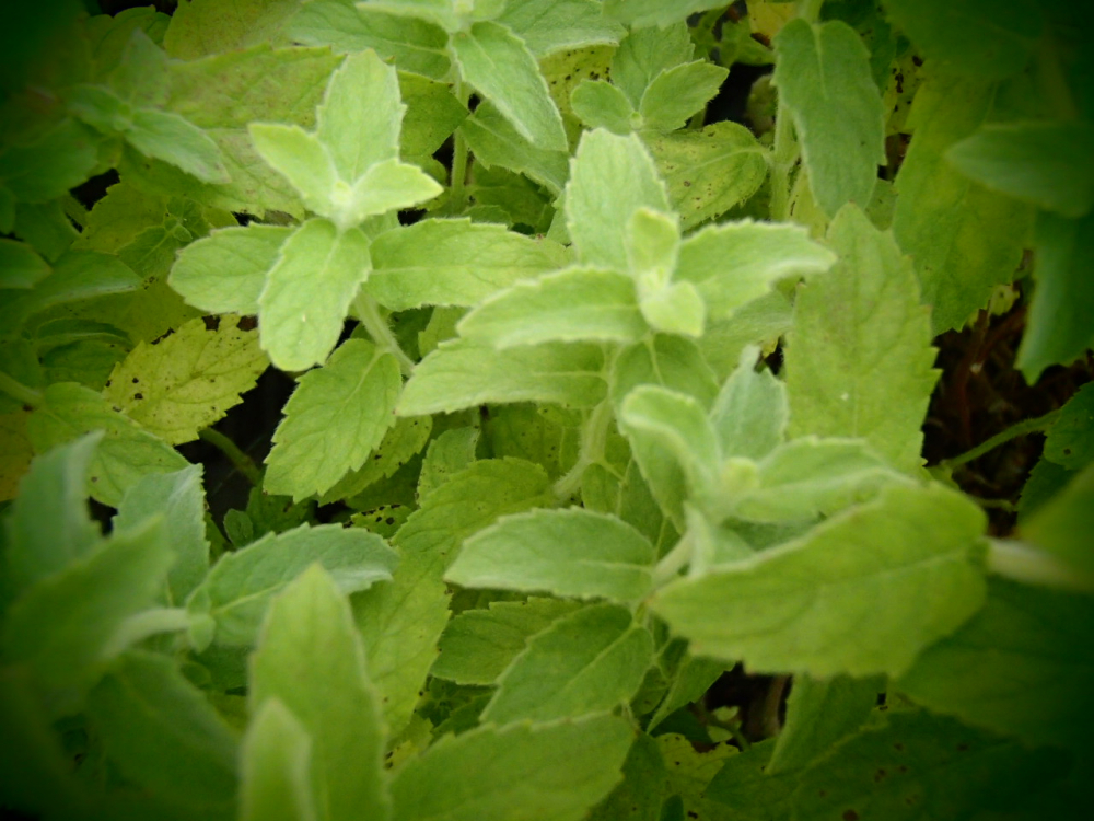 18799 / Mentha species tomentosa